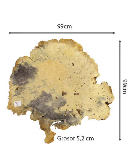 Slab Table Buckeye Burl Nº8