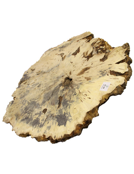 Pieza Lupa Buckeye para Mesa Nº12